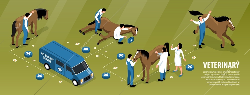 Farm animals veterinary isometric infographic flowchart with vet team treating sick horse on ranch background vector illustration