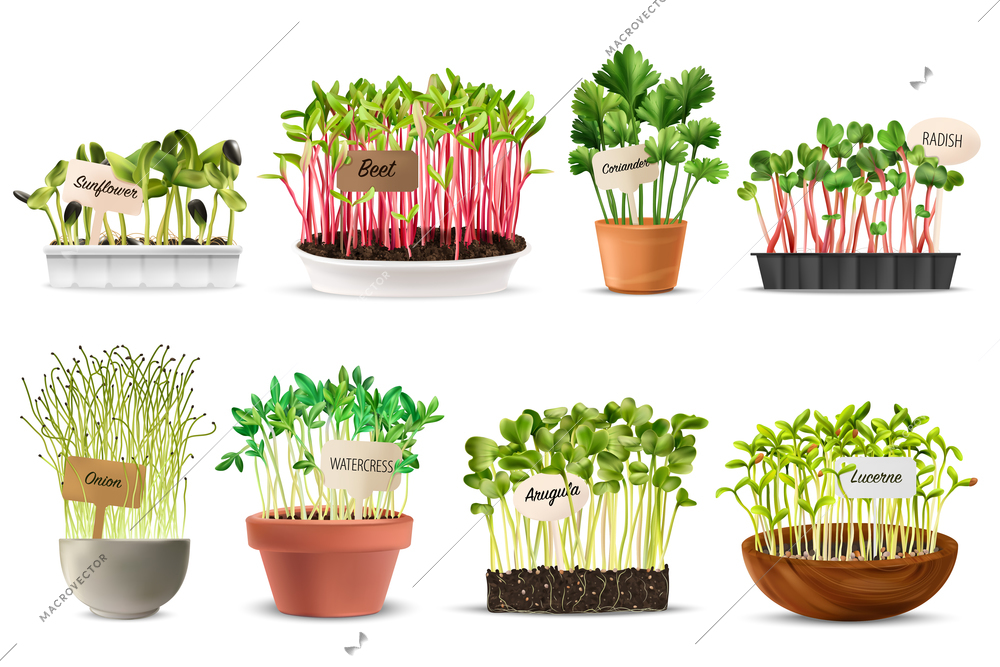 Healthy nutrition microgreens set with beet and radish realistic isolated vector illustration