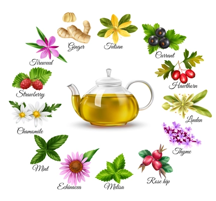 Herbal green tea set with berries realistic isolated vector illustration