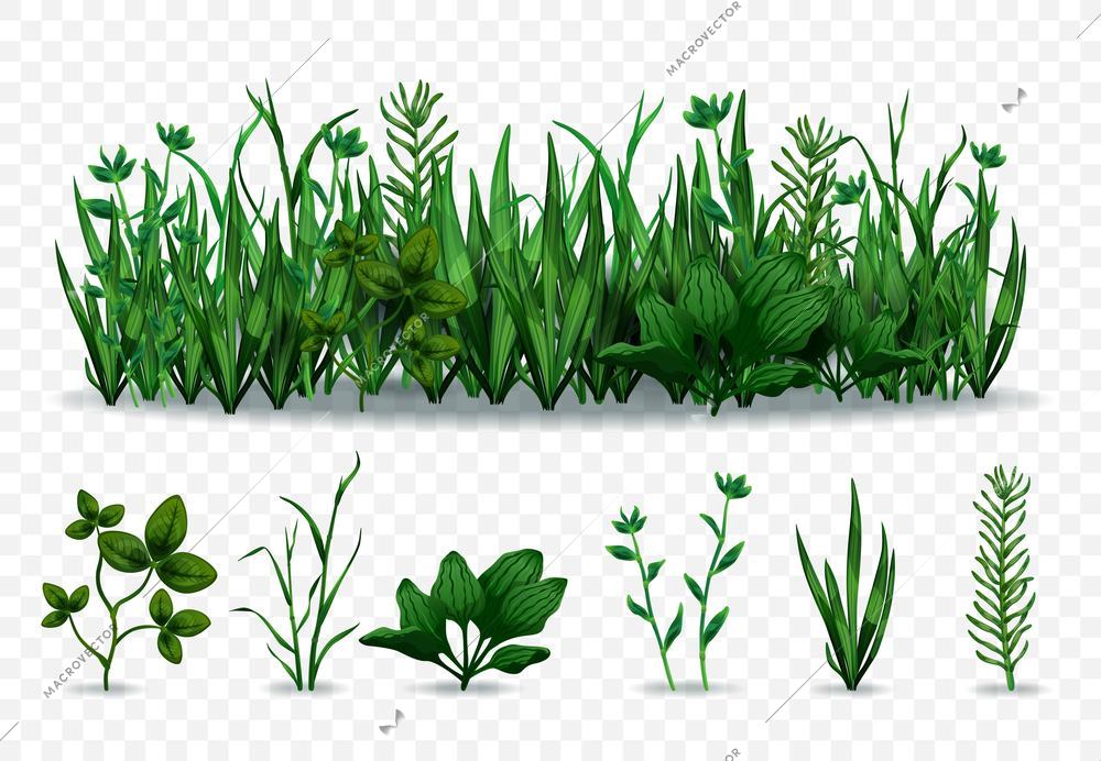 Realistic set of separate green herbs and meadow with various grasses isolated on transparent background vector illustration