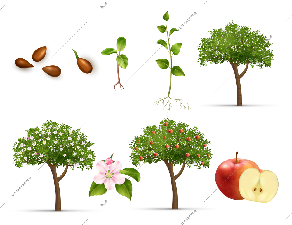 Apple tree life cycle set realistic vector illustration