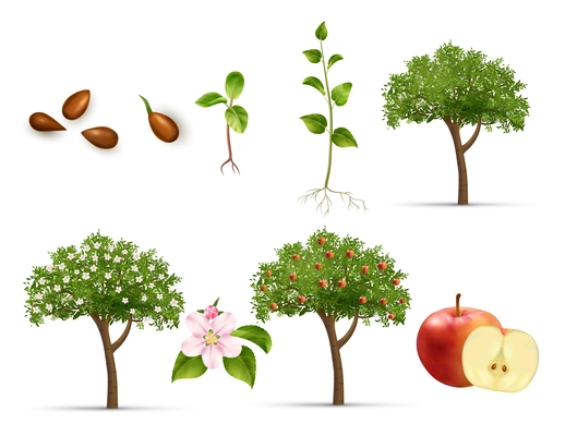 Apple tree life cycle set realistic vector illustration