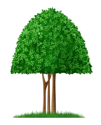 Green shaped decorative garden tree on white background realistic vector illustration