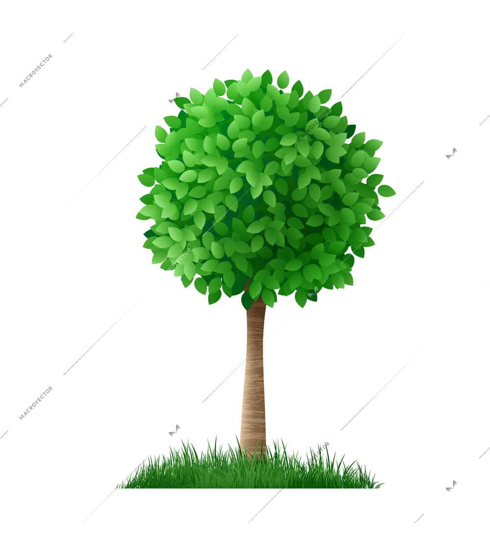 Realistic green tree with round top on white background vector illustration