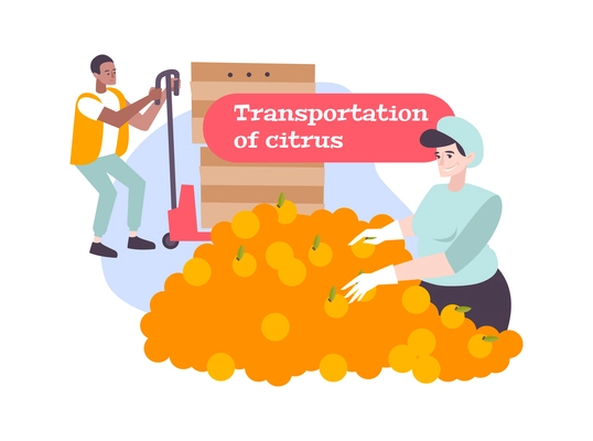 Citrus transportation flat composition with woman picking oranges and man driving forklift vector illustration