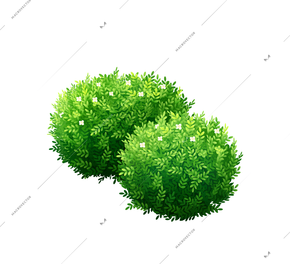 Two small round green garden bushes on white background vector illustration