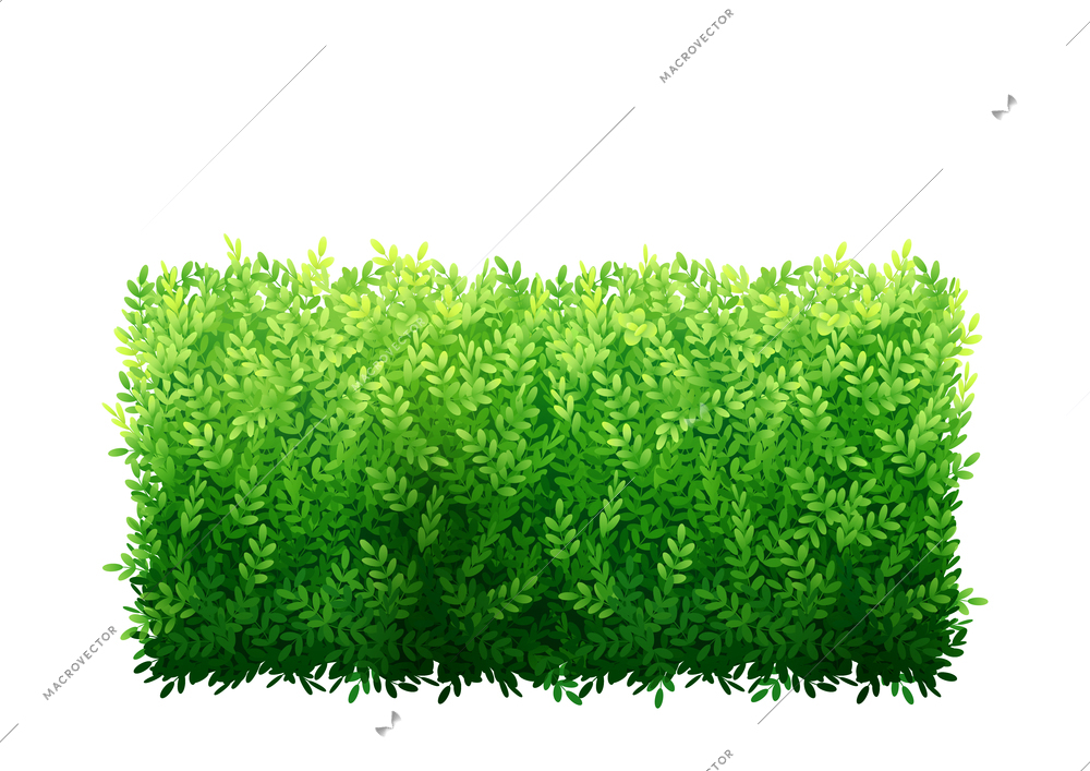 Realistic garden bush with green leaves icon on white background vector illustration