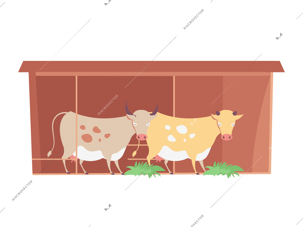 Flat icon with two farm cows eating grass vector illustration