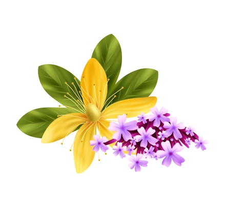 Herbs realistic icon with thyme and tutsan flowers vector illustration