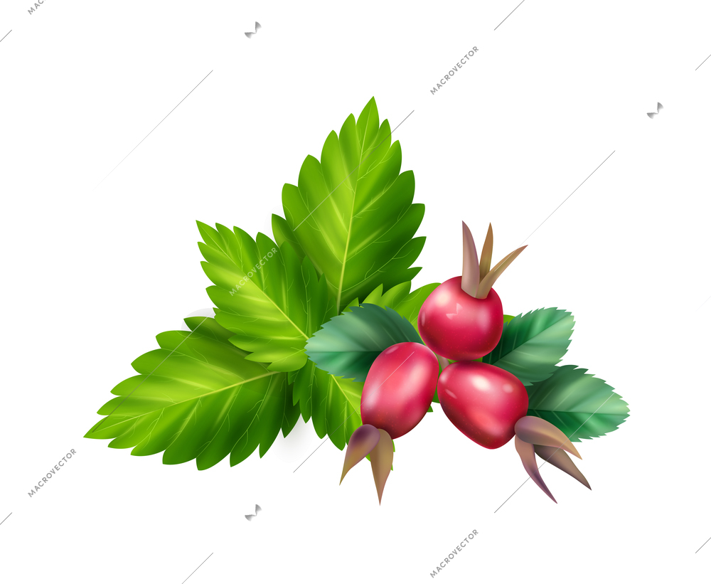 Herbal tea ingredients with melissa and rose hip leaves and berries realistic vector illustration