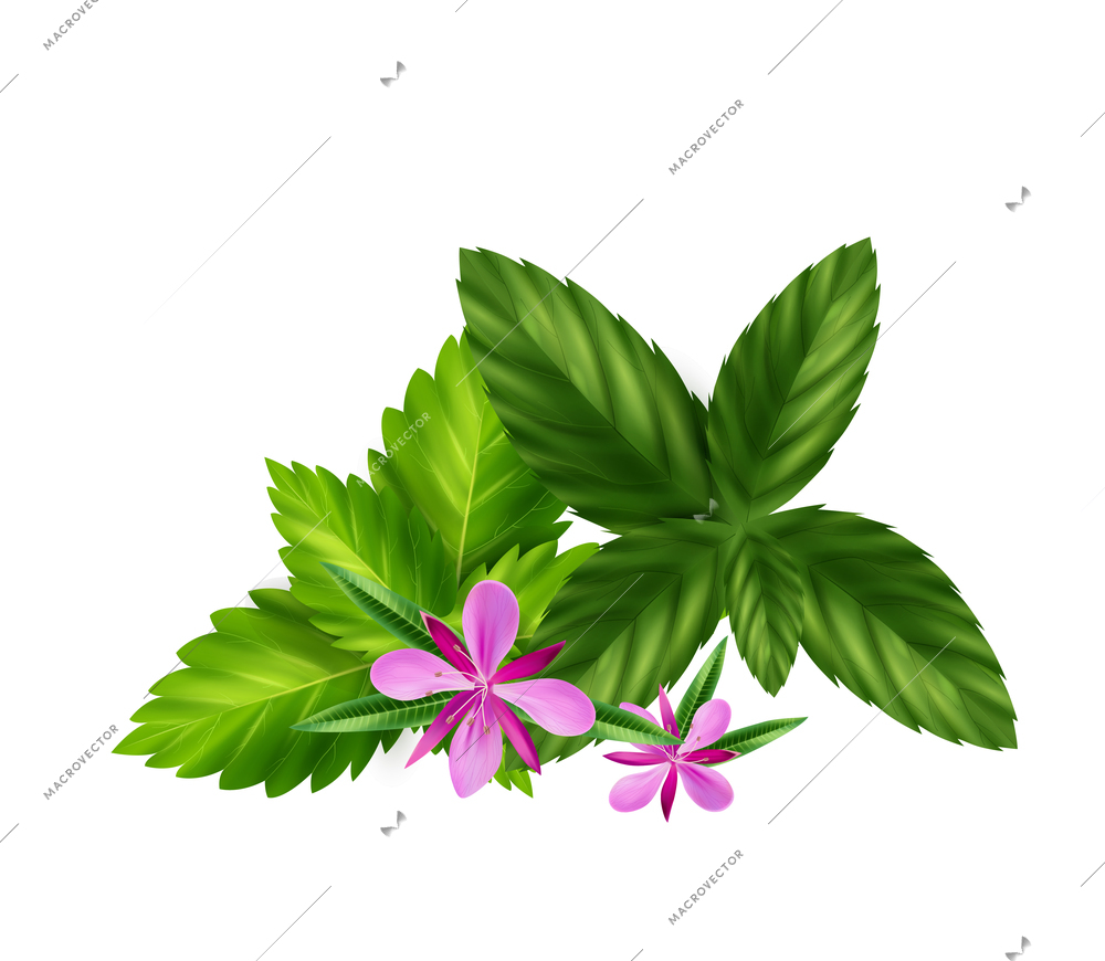 Realistic herbal or green tea ingredients with melissa leaves and willow herb flowers vector illustration