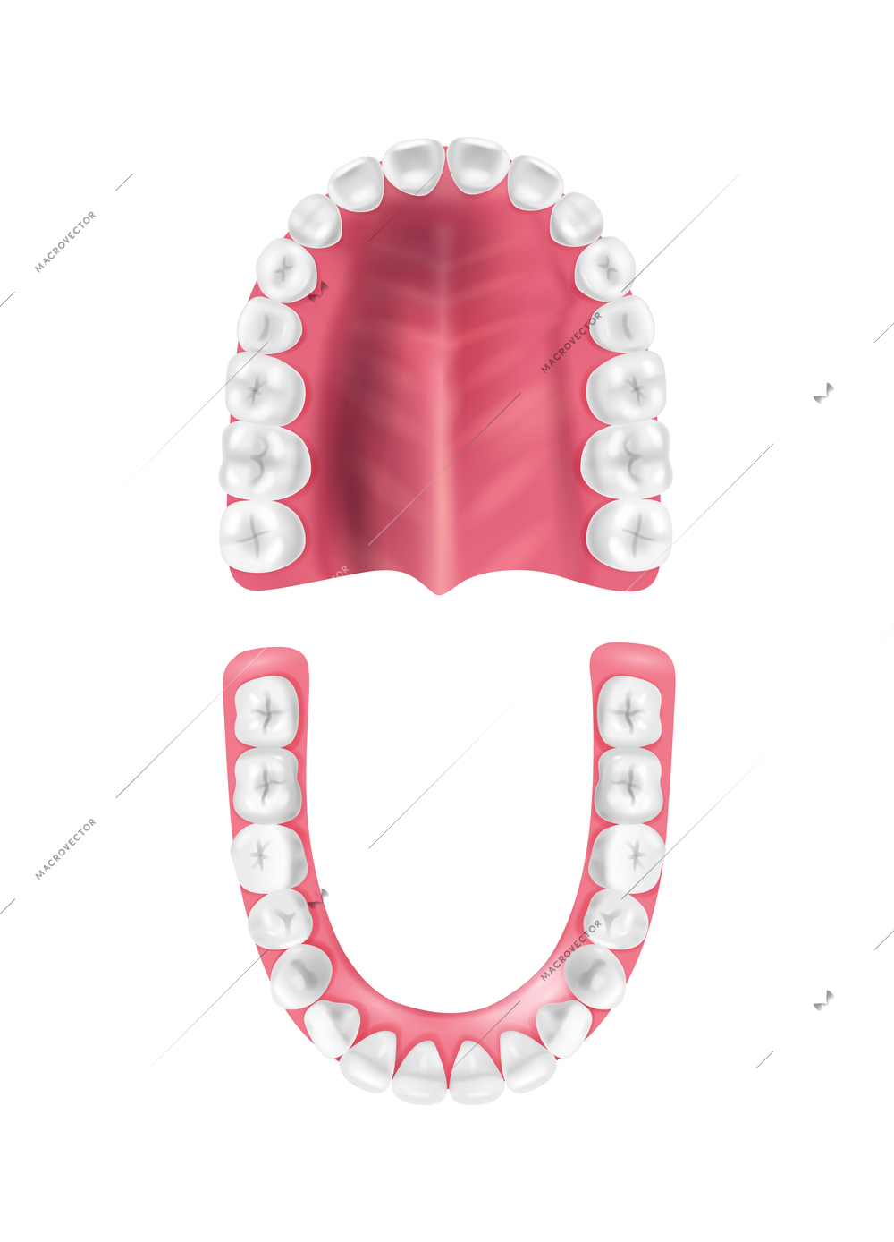 Mouth cavity anatomy icon with lower and upper jaw bones with teeth realistic isolated vector illustration