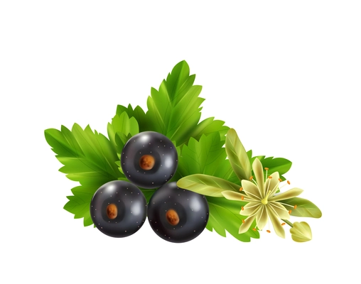 Realistic herbal tea ingredients with leaves black currant berries and linden flower vector illustration
