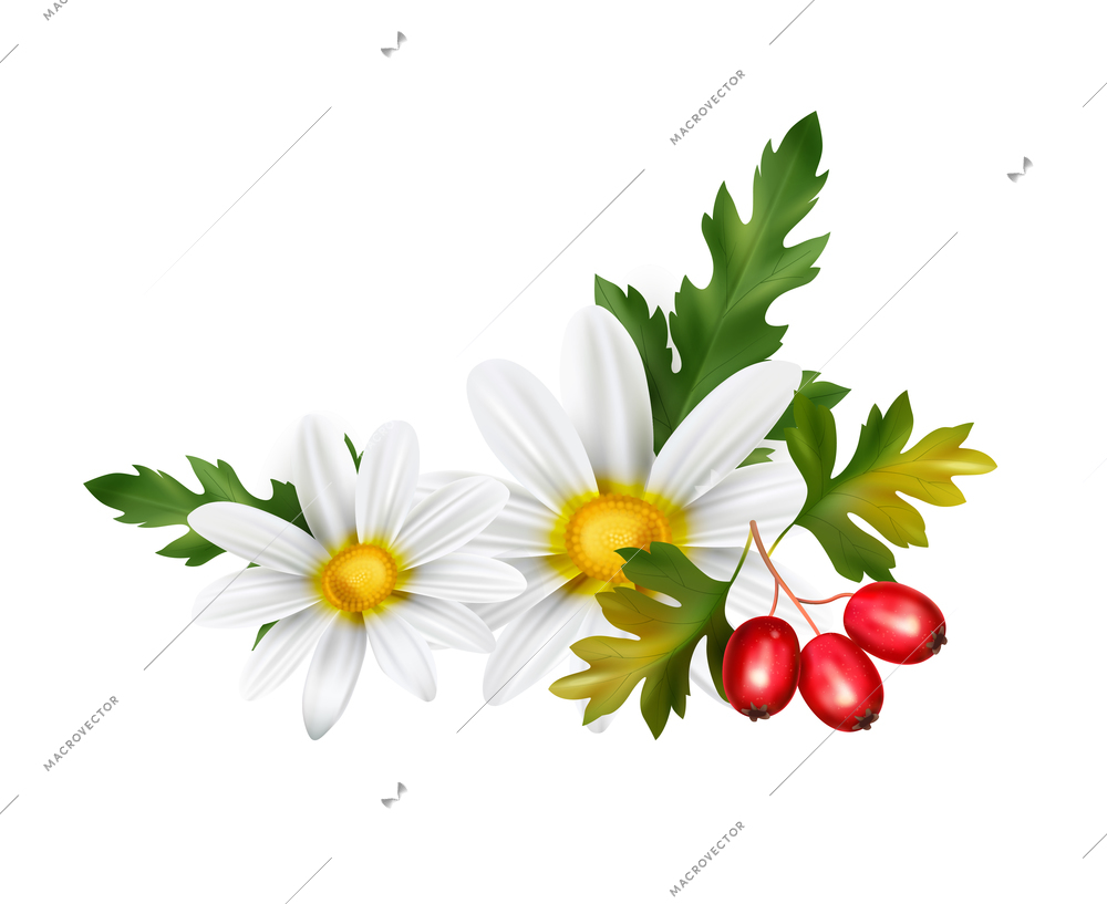 Realistic healthy tea ingredients with hawthorn and camomile on white background vector illustration