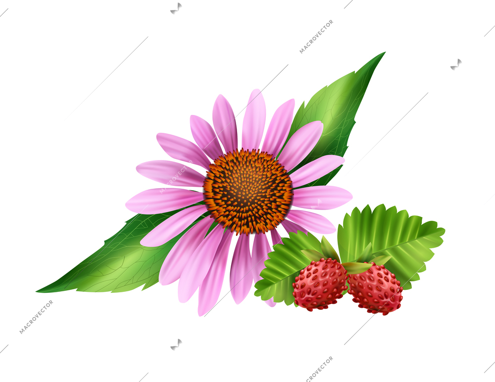 Camomile flower and wild strawberry on white background realistic vector illustration