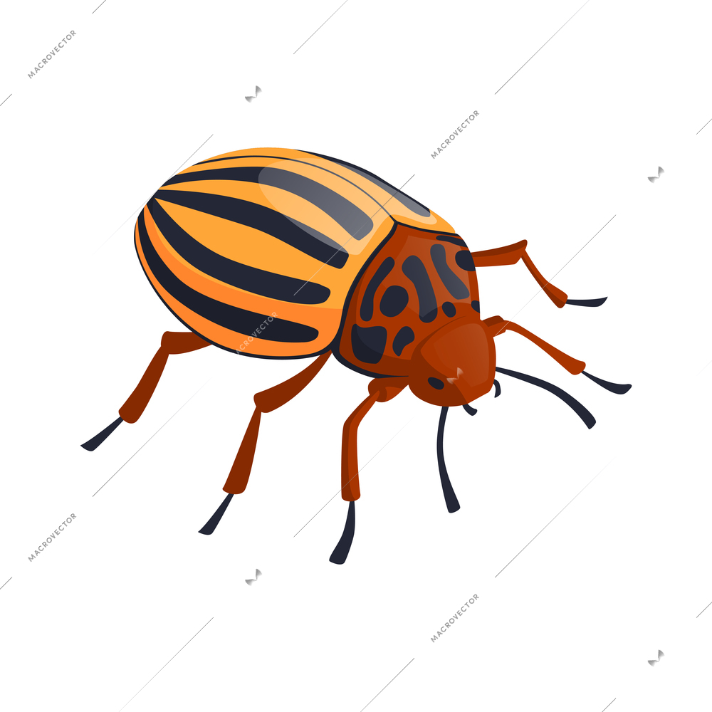 Colorado potato beetle on white background isometric vector illustration