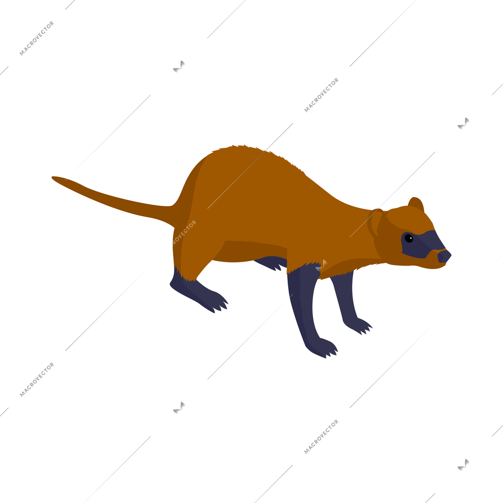 Brown weasel with dark paws on white background isometric vector illustration