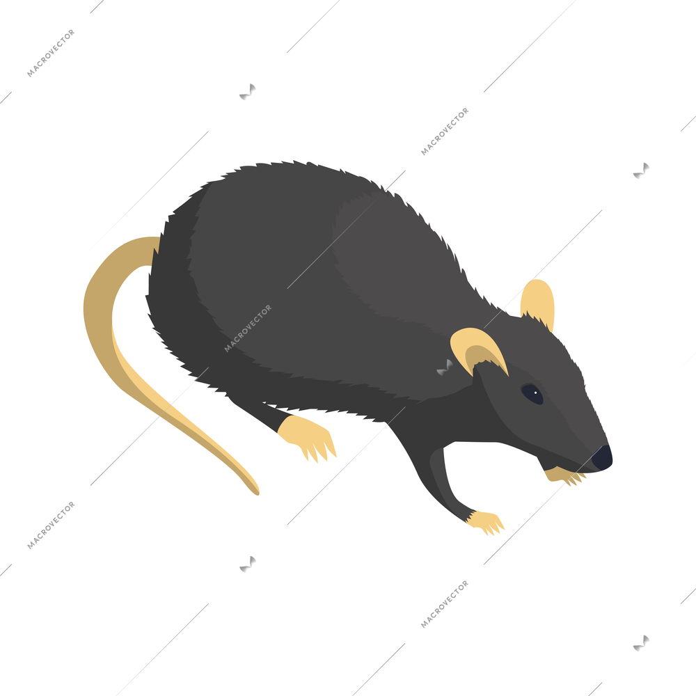 Isometric icon of grey rat on white background 3d vector illustration