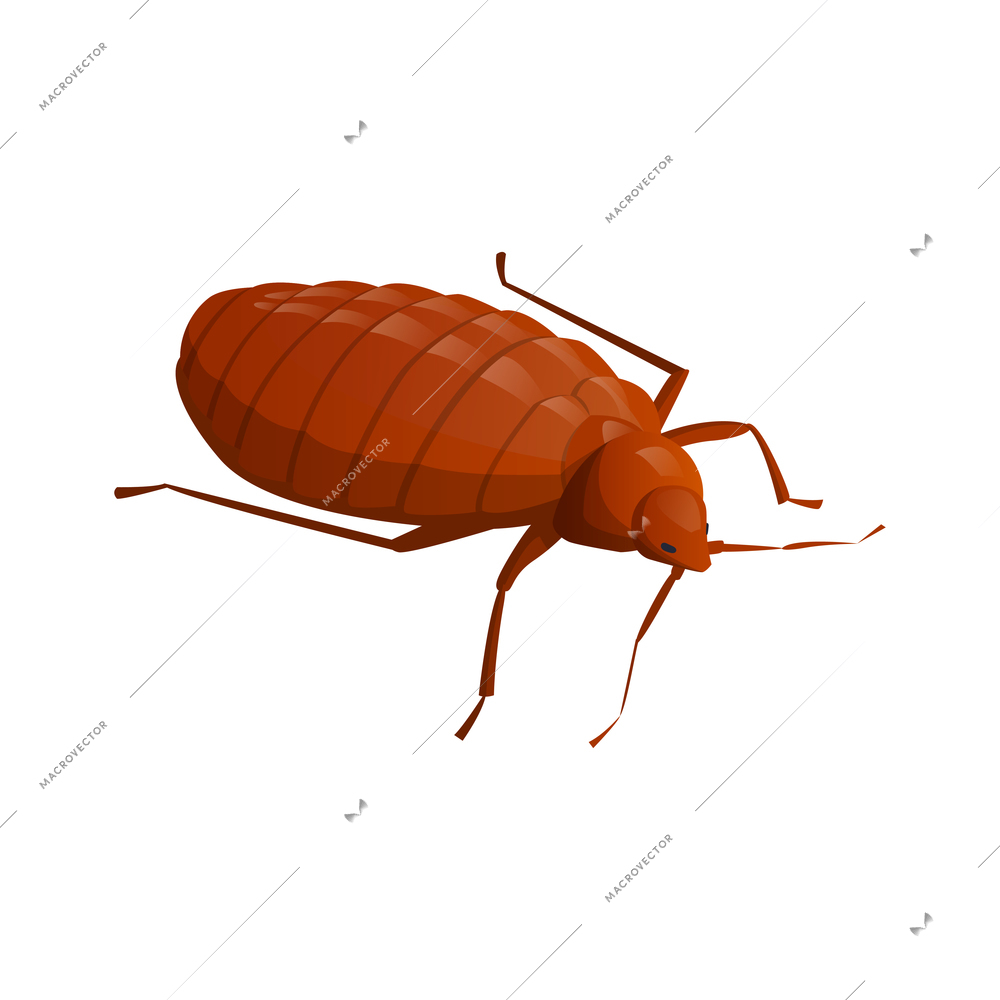 Brown cockroach isometric icon on white background vector illustration