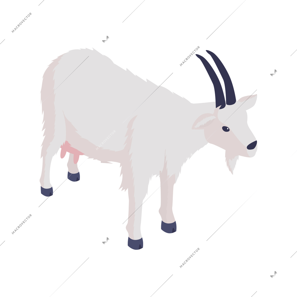 White female goat with udder isometric vector illustration