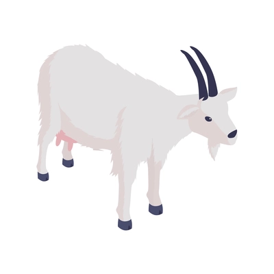 White female goat with udder isometric vector illustration