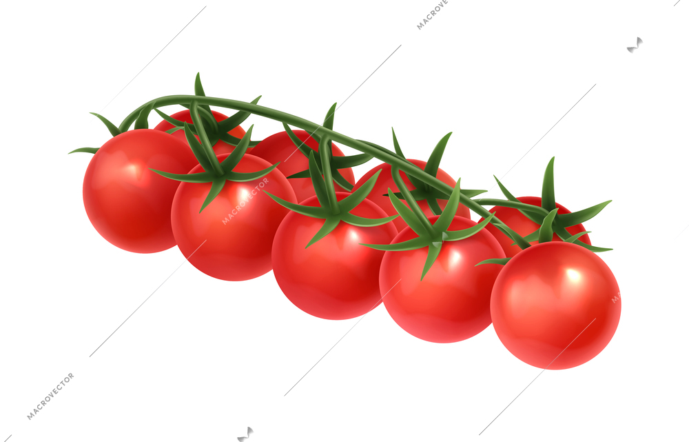 Realistic branch of red cherry tomatoes vector illustration