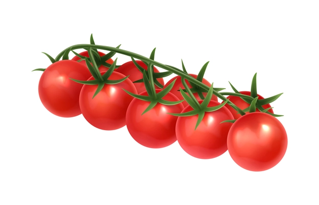 Realistic branch of red cherry tomatoes vector illustration