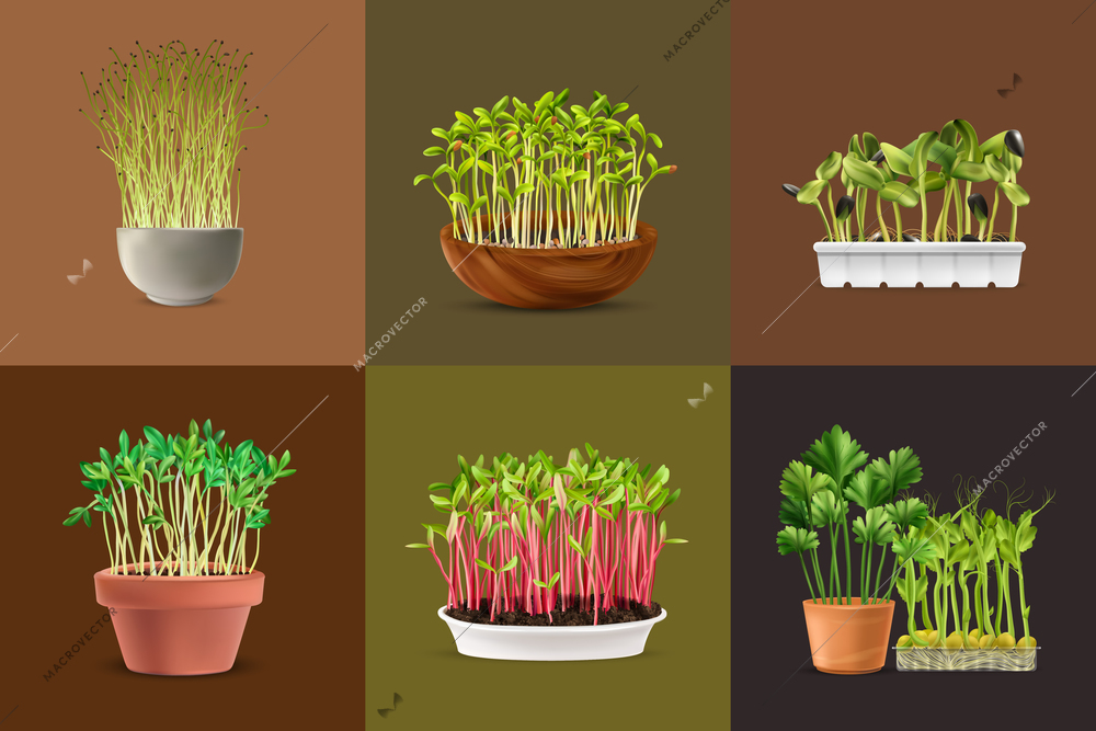 Healthy nutrition microgreens square set realistic isolated vector illustration