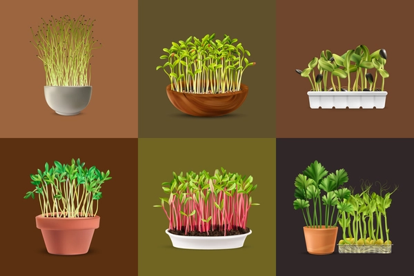 Healthy nutrition microgreens square set realistic isolated vector illustration