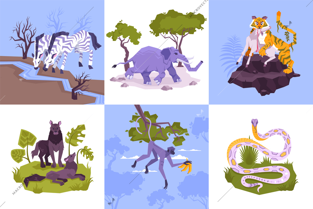 Set of square compositions with flat characters of rainforest plants and tropical animals with snakes predators vector illustration