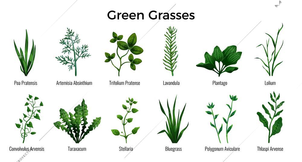 Realistic blades of green grasses set with clover bluegrass lavender pennycress ribwort knotgrass dandelion bindweed isolated on white background vector illustration