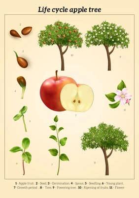 Apple tree life cycle vintage poster realistic vector illustration