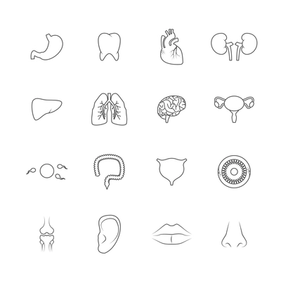 Human organs outline icons set of liver lips ear isolated vector illustration