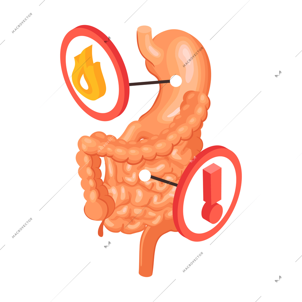 Isometric gastroenterology composition with view of bowels with stomach and caution sign icons vector illustration