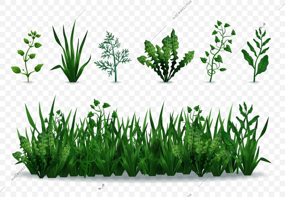 Realistic fresh green grasses and plants isolated on transparent background vector illustration