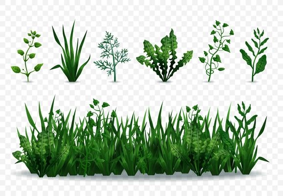 Realistic fresh green grasses and plants isolated on transparent background vector illustration