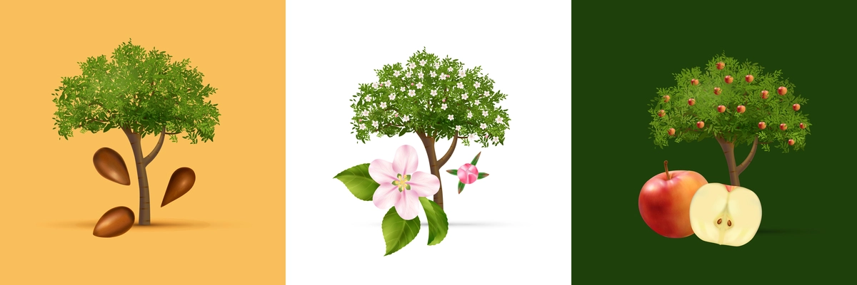 Apple tree life cycle square set realistic vector illustration