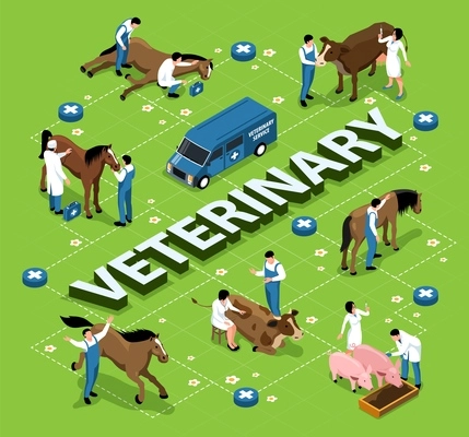 Farm animals livestock veterinary isometric infographic flowchart with veterinarians examining treating sick horses cows pigs vector illustration