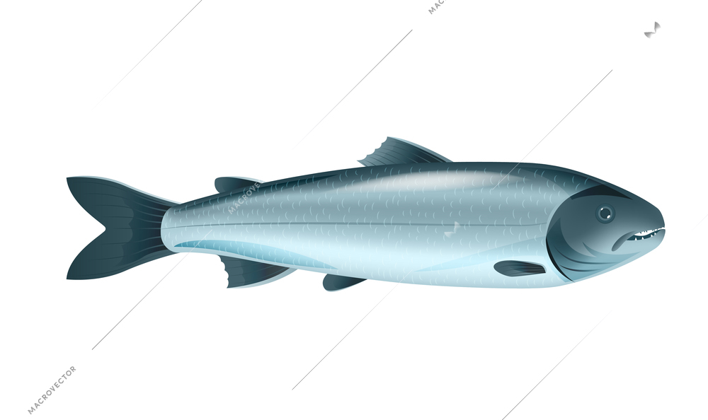 Flat adult salmon fish on white background vector illustration