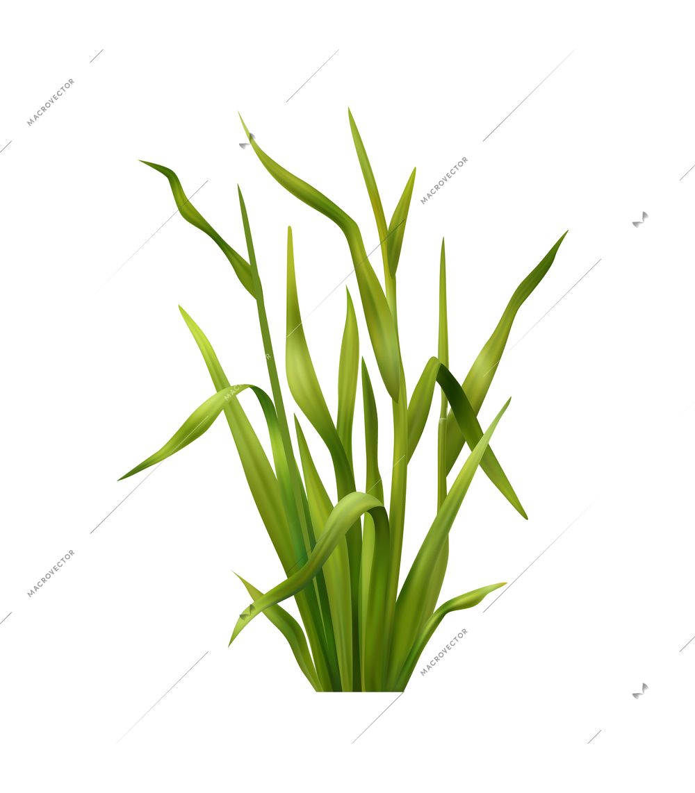Realistic green field grass blades on white background vector illustration