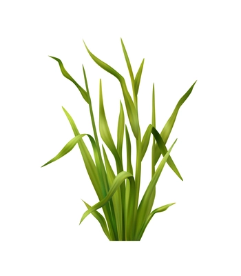 Realistic green field grass blades on white background vector illustration