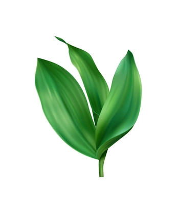 Realistic plant with big green leaves vector illustration