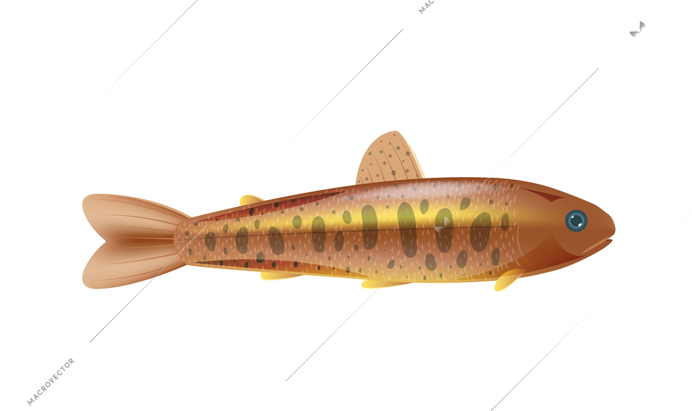 Salmon smolt on white background flat vector illustration