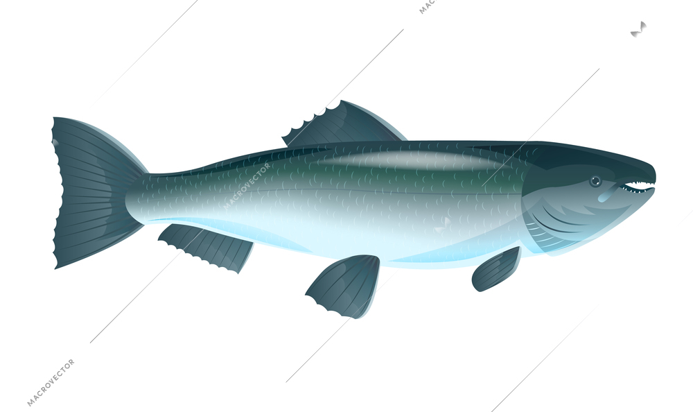 Raw siberian salmon fish flat vector illustration