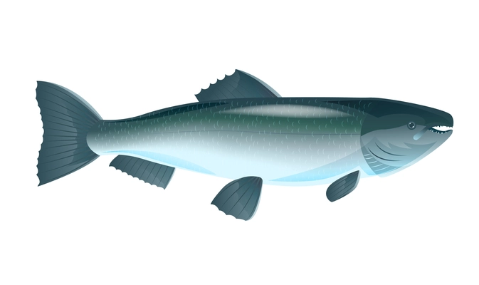 Raw siberian salmon fish flat vector illustration