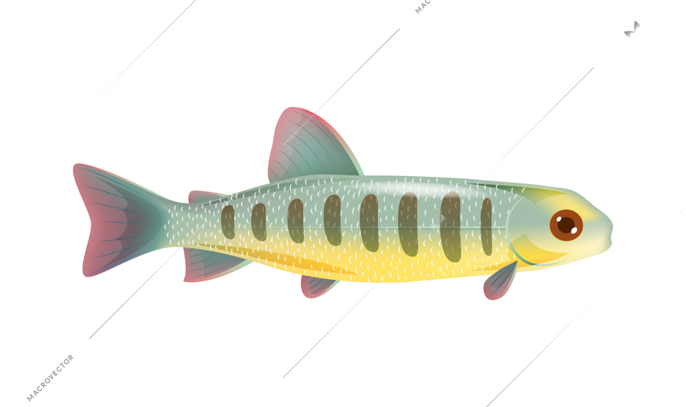 Flat design icon with small salmon fry vector illustration