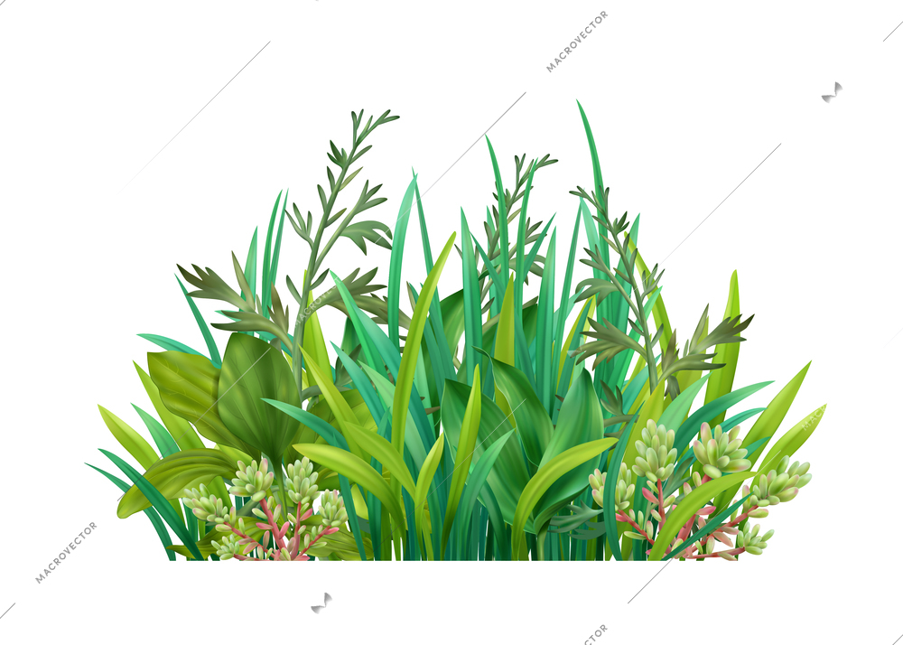 Realistic icon with mixture of various green grasses cereals succulents vector illustration