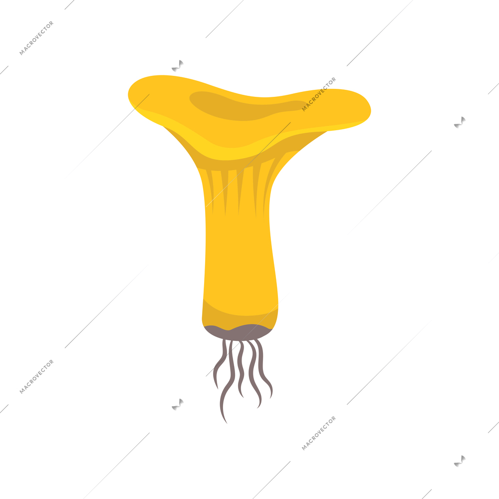 Flat icon with raw yellow chanterelle mushroom on white background vector illustration