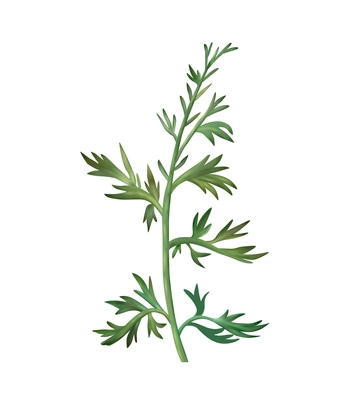 Realistic icon with green wormwood twig on white background vector illustration