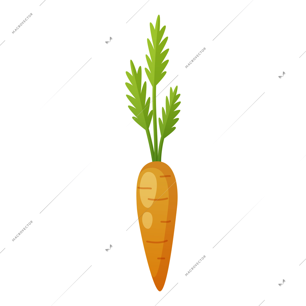 Cartoon icon of raw carrot with green tops vector illustration